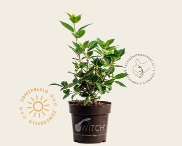 Hydrangea paniculata Switch 'Ophelia'