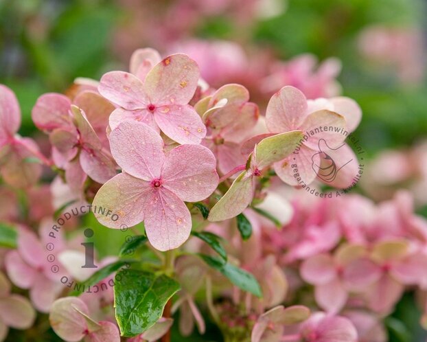 Hydrangea paniculata Switch 'Ophelia'