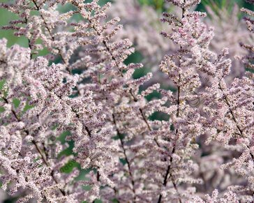 Tamarix ramosissima 'Pink Cascade'