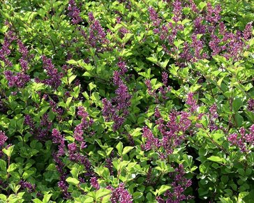 Syringa Bloomerang 'Dark purple' - op stam