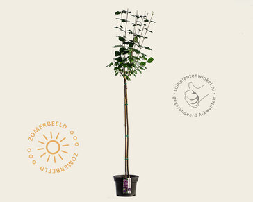 Syringa Bloomerang 'Dark purple' - op stam