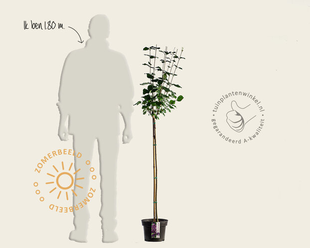 Syringa Bloomerang 'Dark purple' - op stam