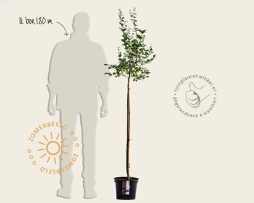 Syringa Bloomerang 'Dark purple' - op stam