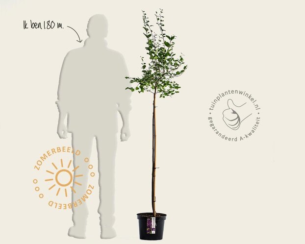 Syringa Bloomerang 'Dark purple' - op stam