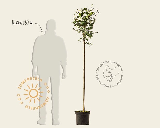 Syringa Bloomerang 'Dark purple' - op stam