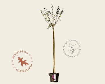 Syringa Bloomerang 'Dark purple' - op stam