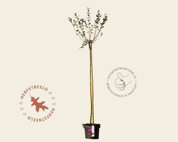 Syringa Bloomerang 'Dark purple' - op stam