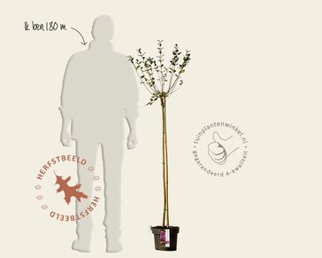 Syringa Bloomerang 'Dark purple' - op stam