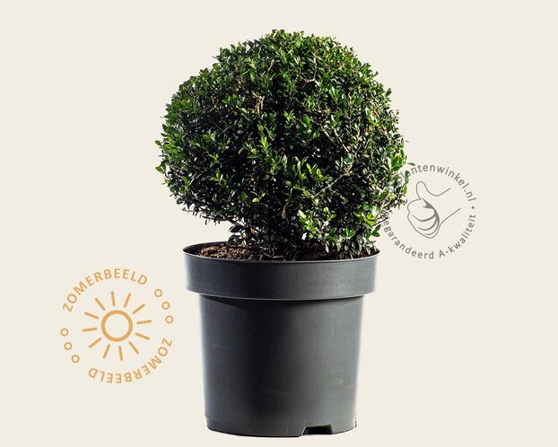 Ilex crenata 'Stokes'- bolvorm