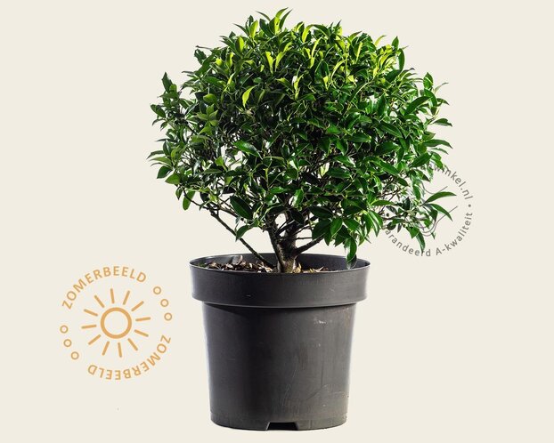 Ilex meserveae 'Blue Maid' - bolvorm
