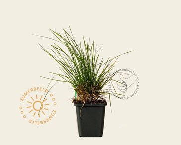 Deschampsia cespitosa 'Palava'