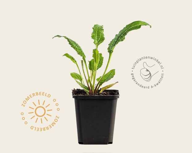 Echinacea purpurea 'Tomato Soup'