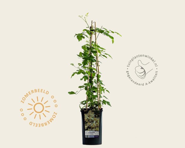 Clematis vitalba