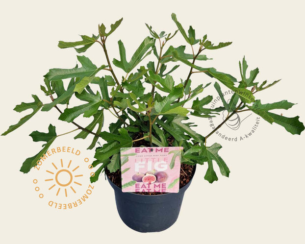 Ficus carica 'Little Miss Figgy'
