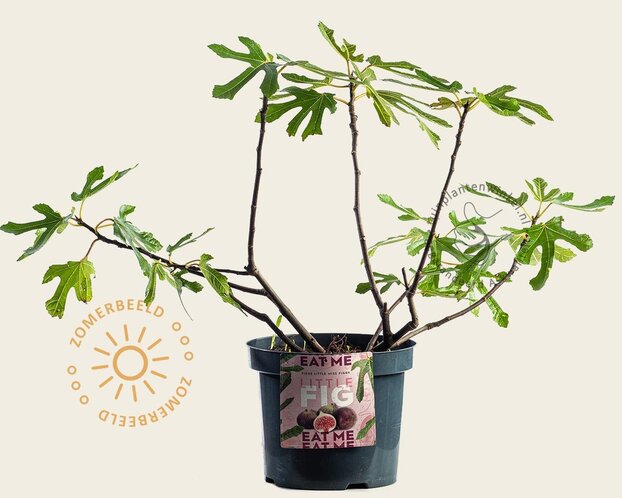 Ficus carica 'Little Miss Figgy'
