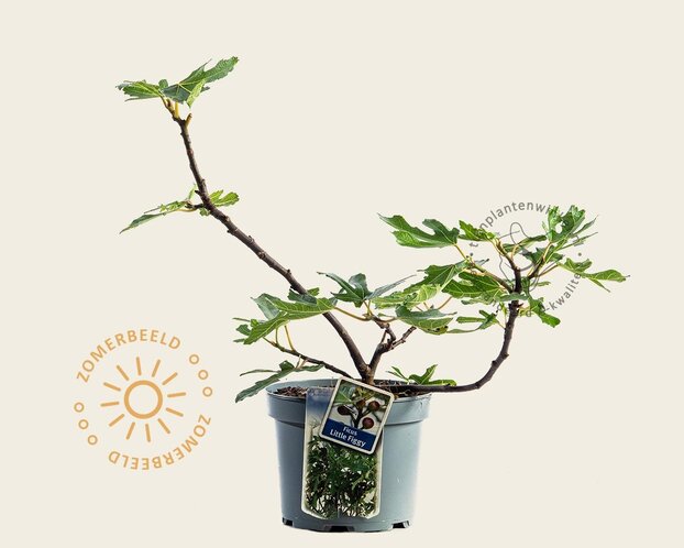 Ficus carica 'Little Miss Figgy'
