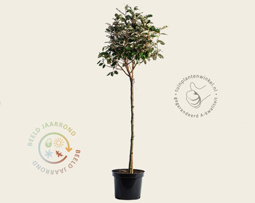 Elaeagnus ebbingei - bolvorm op stam