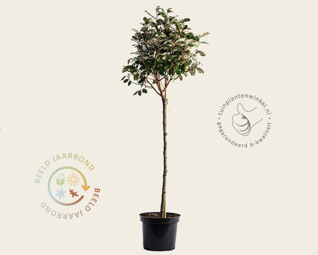Elaeagnus ebbingei - bolvorm op stam