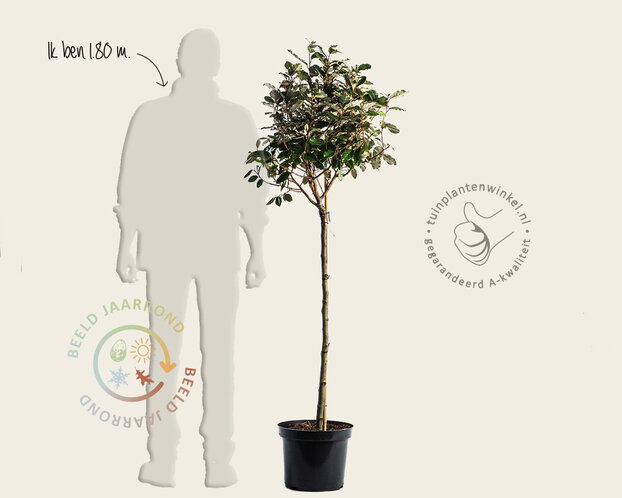 Elaeagnus ebbingei - bolvorm op stam