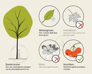 Elaeagnus ebbingei - bolvorm op stam