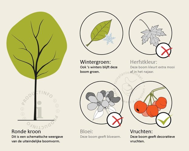 Elaeagnus ebbingei - bolvorm op stam
