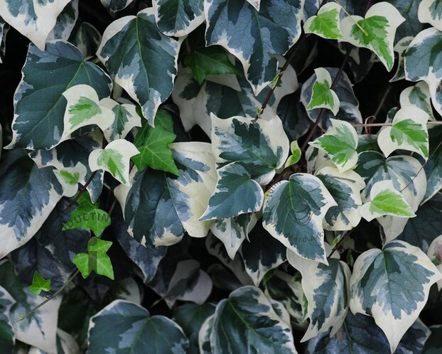 Hedera colchica 'Gloire de Marengo'