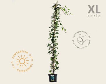 Hedera colchica 'Gloire de Marengo'