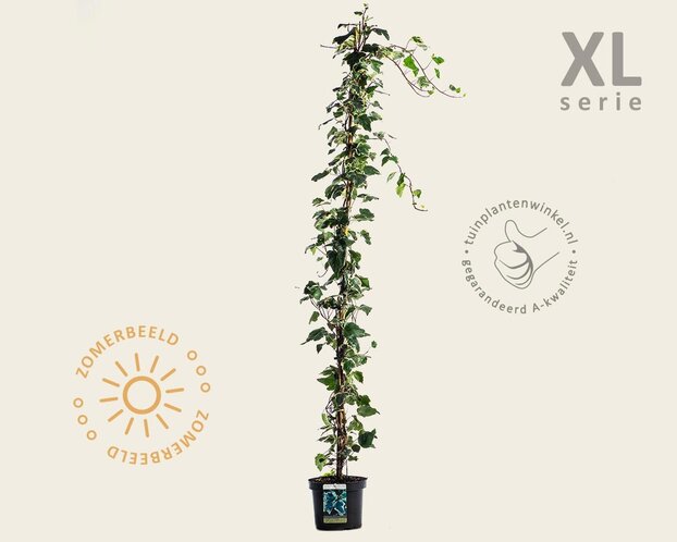 Hedera colchica 'Gloire de Marengo'