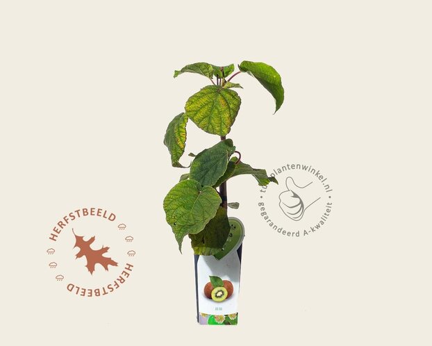 Actinidia deliciosa 'Jenny' (zelfbestuivend)