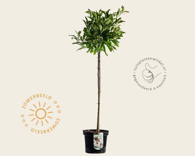Magnolia stellata - op stam