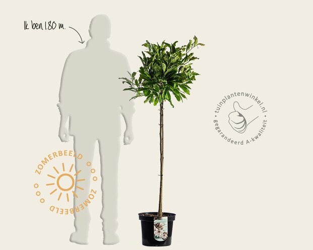 Magnolia stellata - op stam