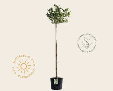 Magnolia stellata - op stam