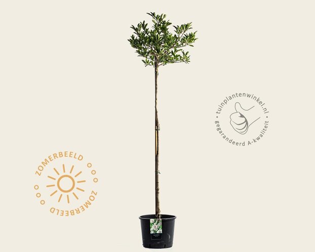 Magnolia stellata - op stam