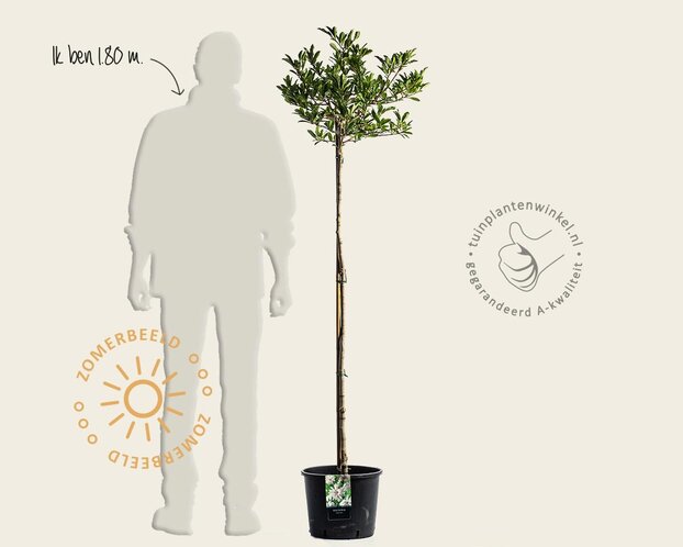 Magnolia stellata - op stam
