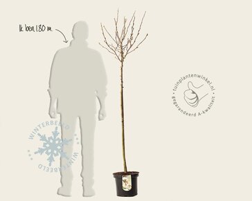 Magnolia stellata - op stam