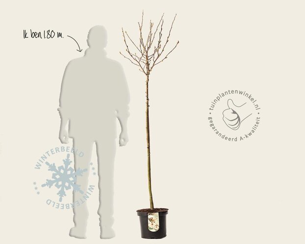 Magnolia stellata - op stam
