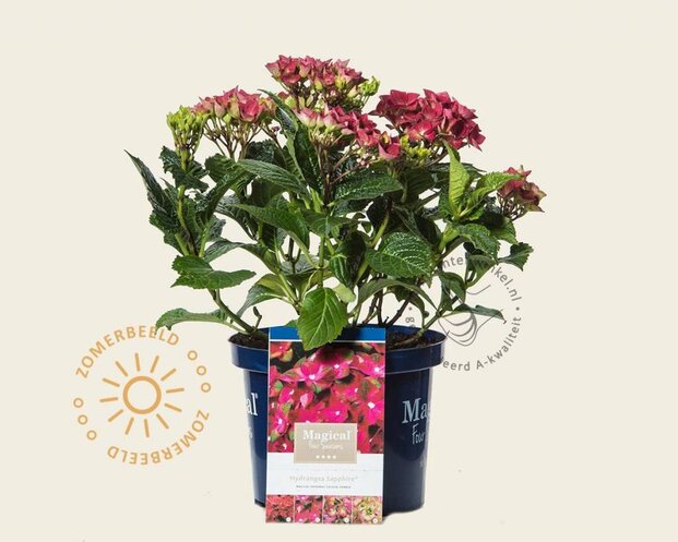 Hydrangea macrophylla 'Magical Sapphire'