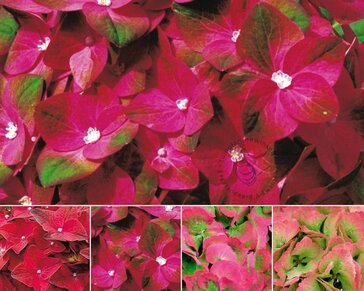 Hydrangea macrophylla 'Magical Sapphire'