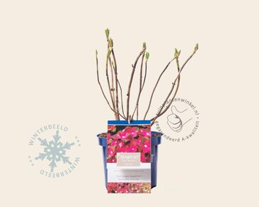 Hydrangea macrophylla 'Magical Sapphire'