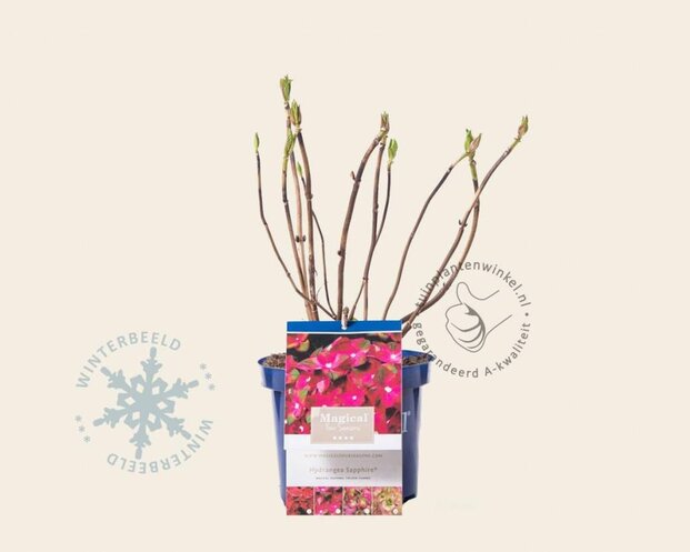 Hydrangea macrophylla 'Magical Sapphire'