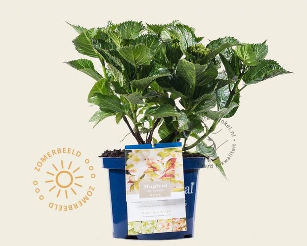 Hydrangea macrophylla 'Magical Wings'