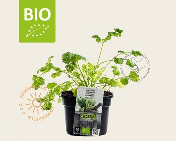 Coriandrum sativum PUUR image