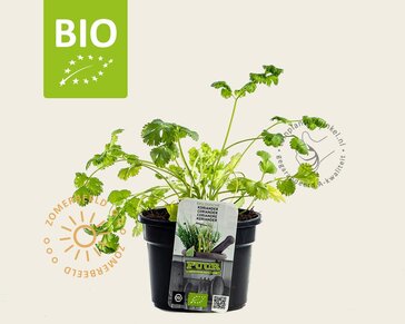Coriandrum sativum PUUR