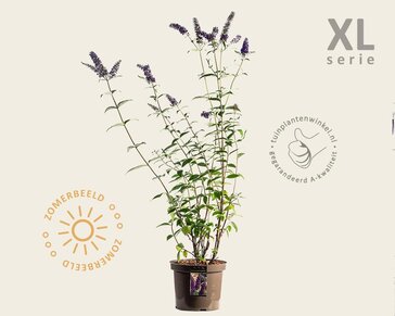 Buddleja davidii 'Empire Blue' - XL