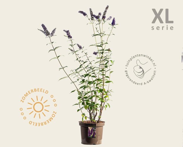 Buddleja davidii 'Empire Blue' - XL