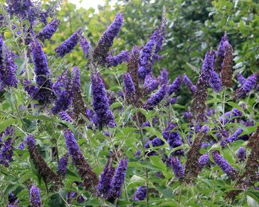 Buddleja davidii 'Empire Blue' - XL