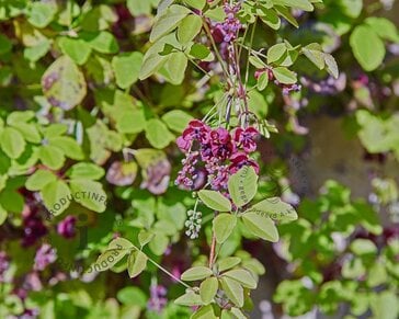 Akebia quinata