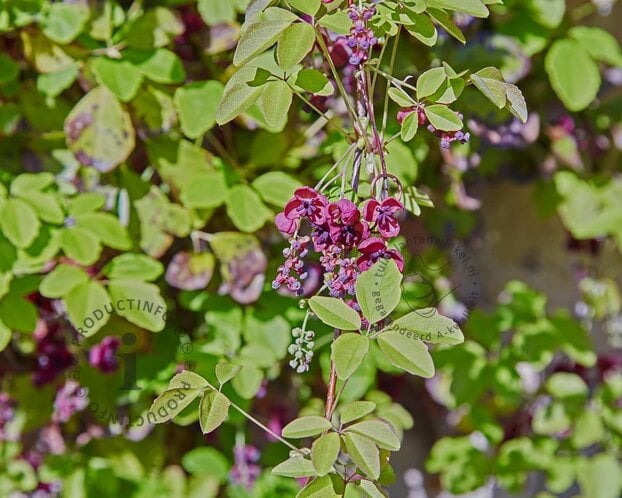 Akebia quinata