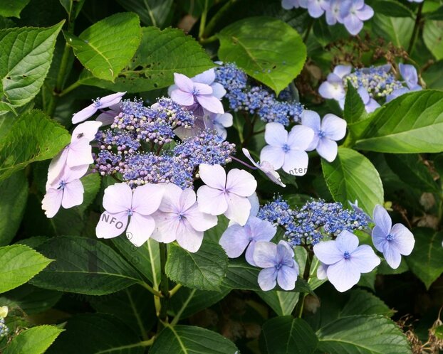 Hydrangea macr. 'Endless Summer - Popstar Blue'
