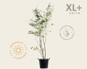 Amelanchier lamarckii - XL+